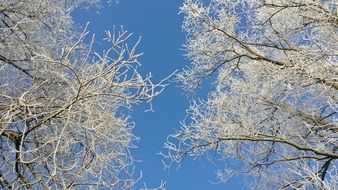 treetops in the snow on a sunny day