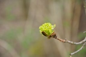 lonely green bud on a branch and a muddy background