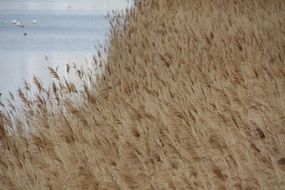 reed beds on the lake close up