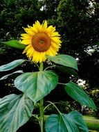 sunflower on a stalk with large green leaves