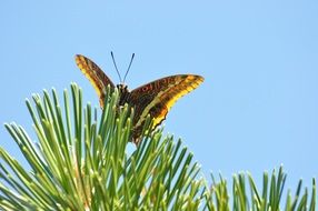 closeup photo of butterfly on a pine branch under the bright sun