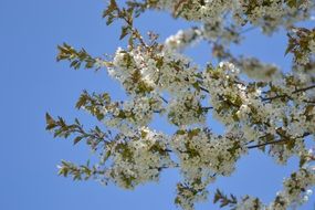spring fresh blooming white Bush