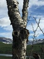 trunk of a birch on a background of snowy mountains