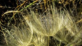 flower with seed head in cape greco