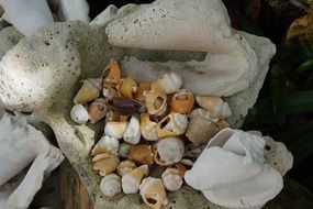 many different seashells close up