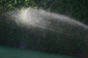 watering garden in summer