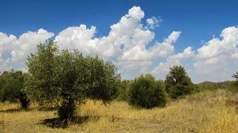 olive trees on the field, cyprus