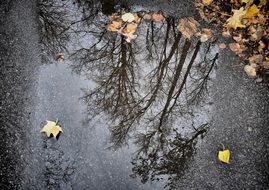 Puddle on Asphalt