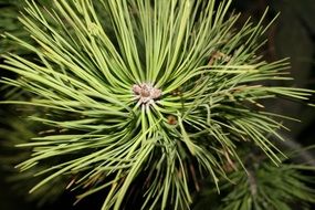 extraordinary Evergreen