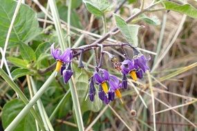 purple flowers with yellow core in dry grass