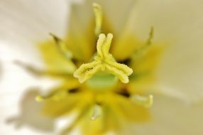 inside of the white yellow tulip