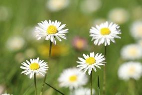 Geese Flower like daisies