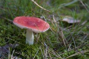 mushroom with a red cap in the grass close-up