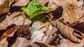 green leaf among brown dry leaves