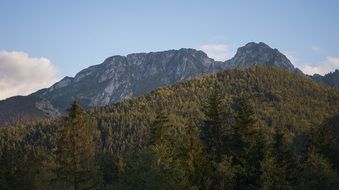 green forest on a high mountains in Poland