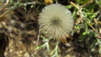 fluffy flower in cape greco