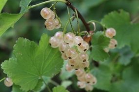 ripe white currants on a branch