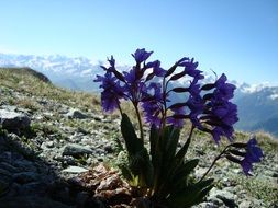 Arkhyz Flowers