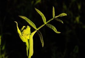 picturesque and pretty Spring plant