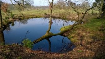Pond Pool Water Tree Blue