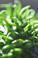 decorative cucumber in the sunlight closeup