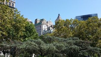New York City Skyscrapers Behind Green Trees