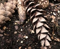 Closeup photo of Pine Cones on the ground