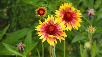 Beautiful blanketflowers blossom