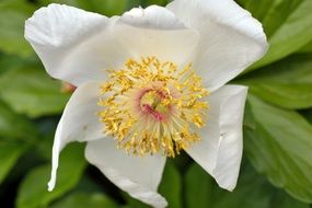 tender White Flower in Garden closeup