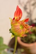 Flower Dahlia