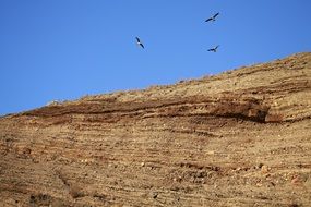 Rock Seagull