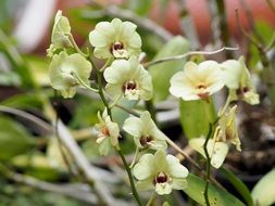 orchids in Thailand