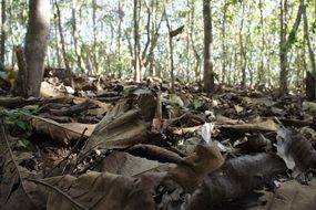 dry Leaves in the forest in a blurry background