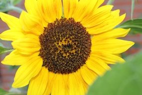 yellow ornamental sunflower