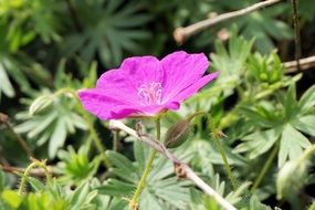 purple wild flower