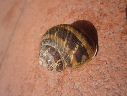 Snail with the shell on the wall close-up