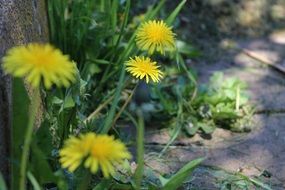 yellow dandelions in the shade