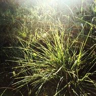 green grass under the warm spring sun