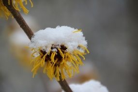 snow on the plant