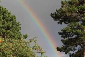 incomparable Rainbow
