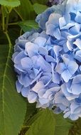 Blue hydrangea flowers on the plant
