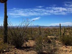 cacti on a desert landscape in Arizona