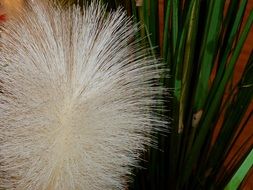 fluffy inflorescence