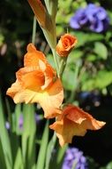 Colorful flowers in the garden under the bright sun