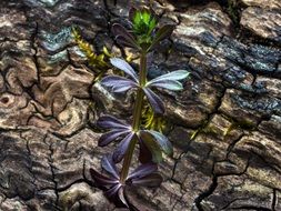 Tree Bark Plant
