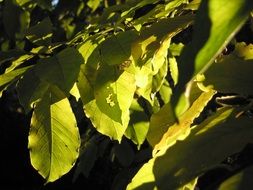 Macro photo of the leaves in summer