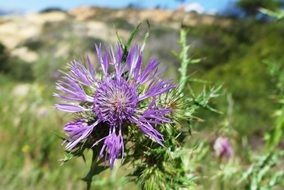 Thistle with purple Flower in wild
