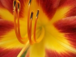 flower with colorful petals close-up