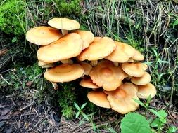 mushroom bush after rain