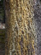 smole on a tree trunk